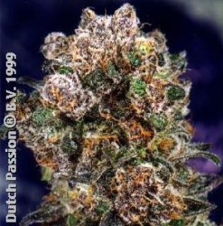 blueberry blueberry