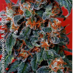 orange_bud orange_bud