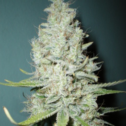 k13haze k13haze