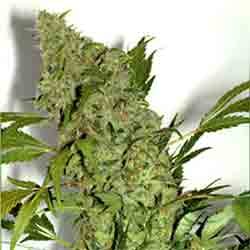 chronic1 Chronic