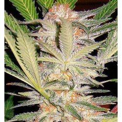 sweet-afgani-delicious sweet-afgani-delicious