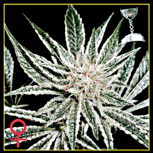 el_nino El Niño de Greenhouse Seeds