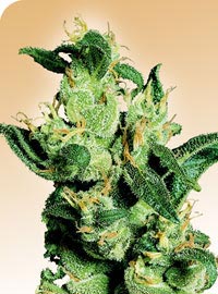 jack-herer Jack Herer