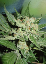 blue-haze_2 Blue Haze de Homegrown Fantaseeds
