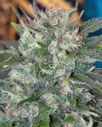 caramella Caramella de Homegrown Fantaseeds
