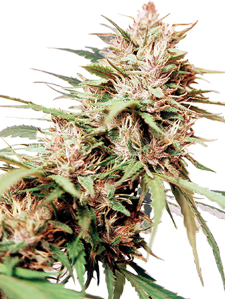 caribe Caribe de Cannabiogen