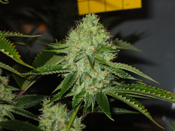 Medicine Man de Mr Nice Medicine Man de Mr Nice