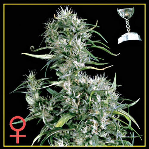 Planta de marihuana Neville's Haze
