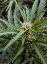 Variedad de marihuana Black Russian