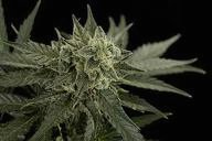 Marihuana variedad Bubba Kush