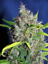 Marihuana Fruity Thai