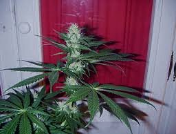 Variedad de marihuana Claustrum
