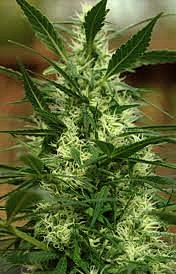 Planta de marihuana Critical Kali Mist