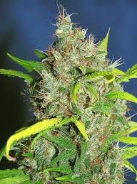 Cogollo de marihuana Il Diavolo