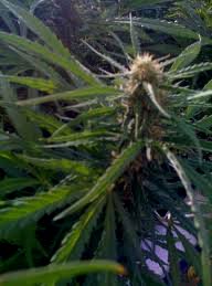 Planta de marihuana de la variedad Diesel