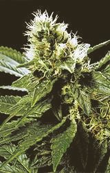 Variedad Ghandi