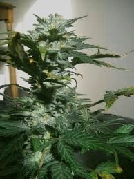 Variedad de cannabis La Diva