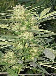 Marihuana Nefertiti