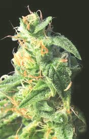 Cogollo de la marihuana Northern Pride
