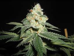Marihuana Shark Cogollo de la variedad Shark