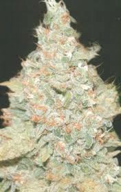 Marihuana Wembley