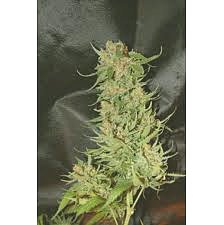 Variedad Auto Pyramid
