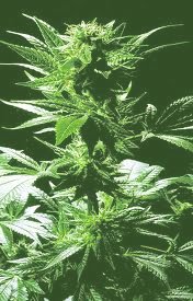 Variedad de marihuana Outsider