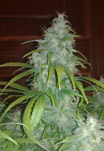 Red Dwarf Cannabis