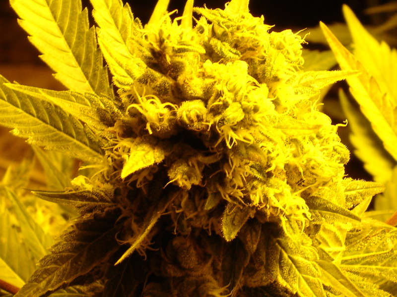 Marihuana Blue Hell Blue Hell de Medical Seeds