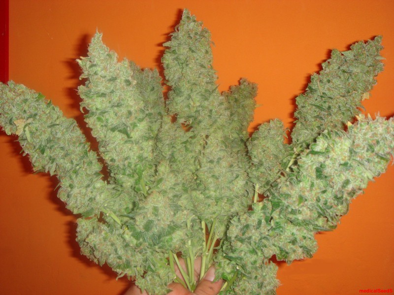 Jack La Mota Marihuana Jack La Mota de Medical Seeds