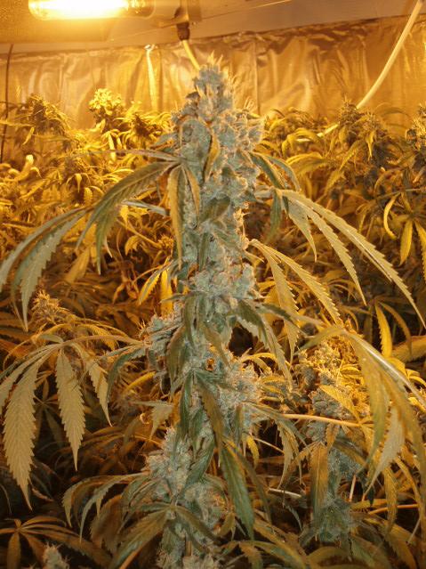Marihuana Orange Haze