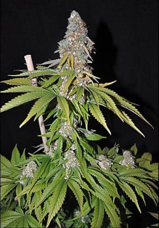 Marihuana kushdee