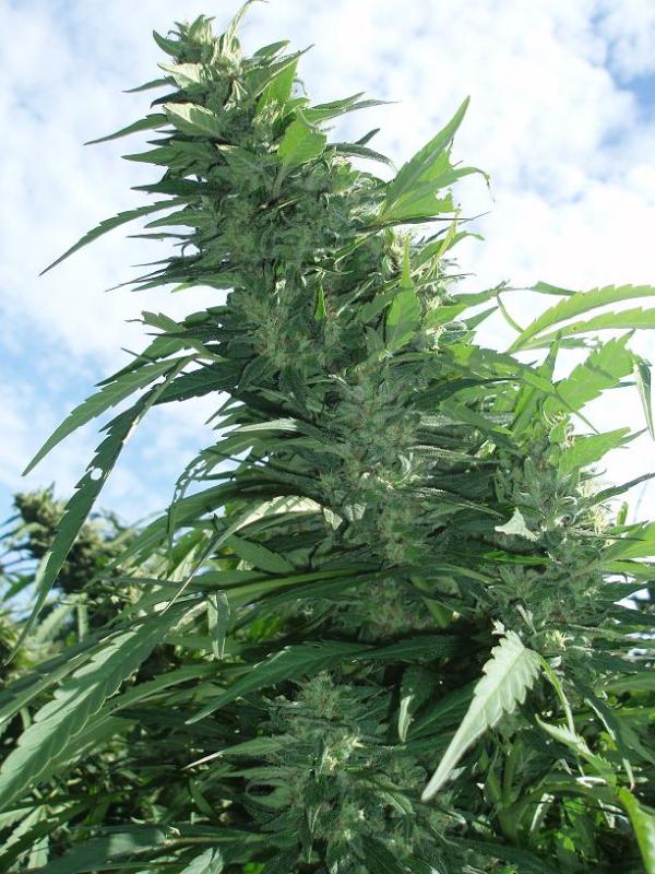 Marihuana Margot