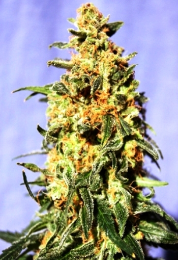 Marihuana White Domina