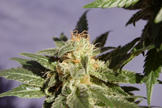 Marihuana Dr. jekill