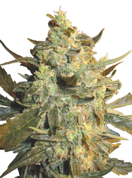 Marihuana Power Skunk