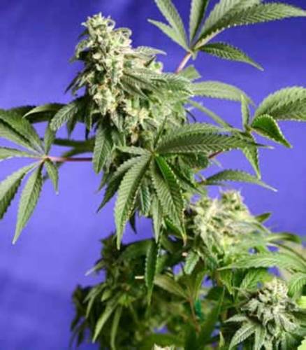Marihuana C4