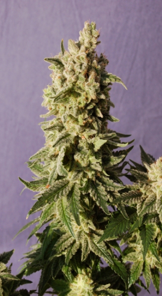 Marihuana Mataro Blue