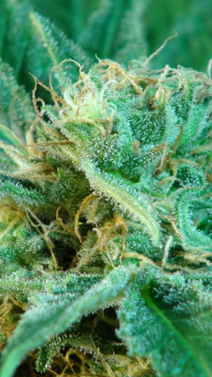 Marihuana Afrodite