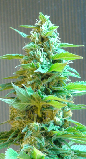 Marihuana Domina Haze