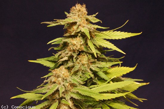 Marihuana Kannabia Special