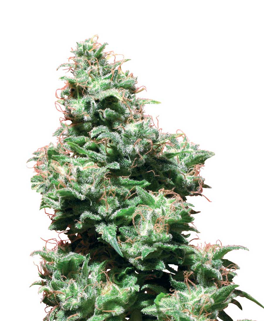 Marihuana kali haze