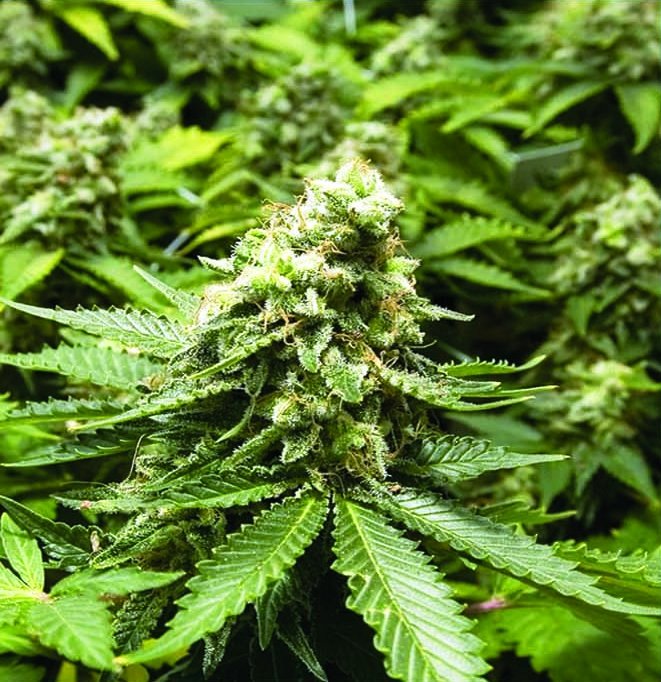 Marihuana Early Widow