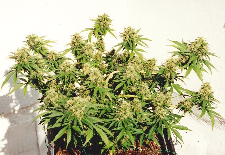 Marihuana White KC