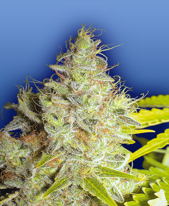 Marihuana kerala Krush