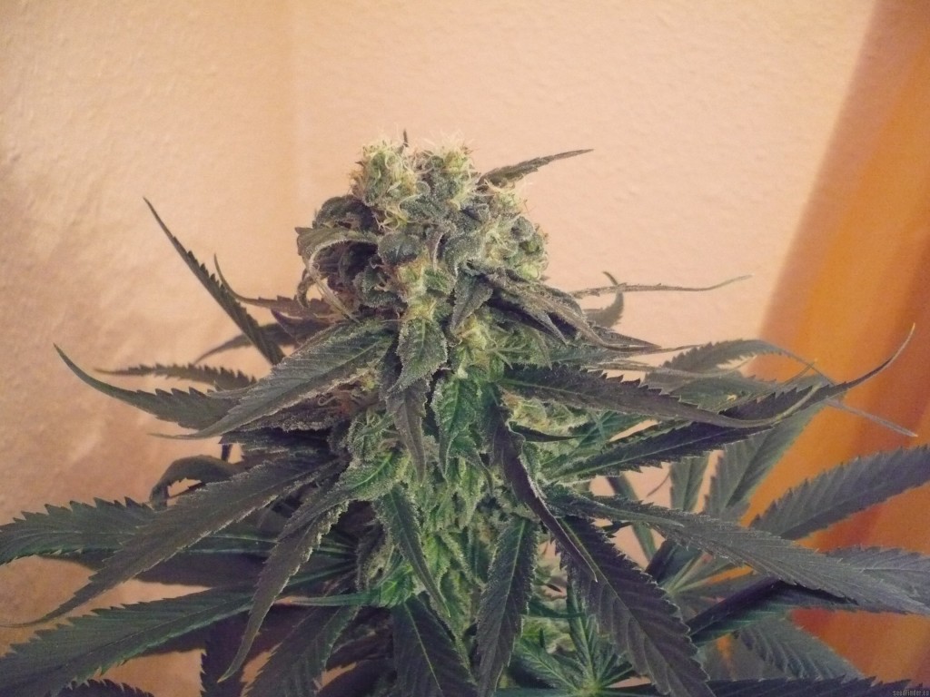Marihuana Mango