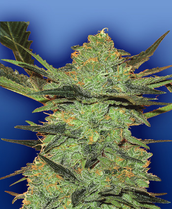 G-Force de Flying Dutchman