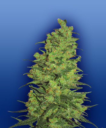 Temple Haze de Flying Dutchman
