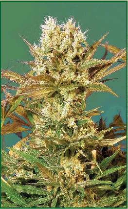 Marihuana Serious Seeds
