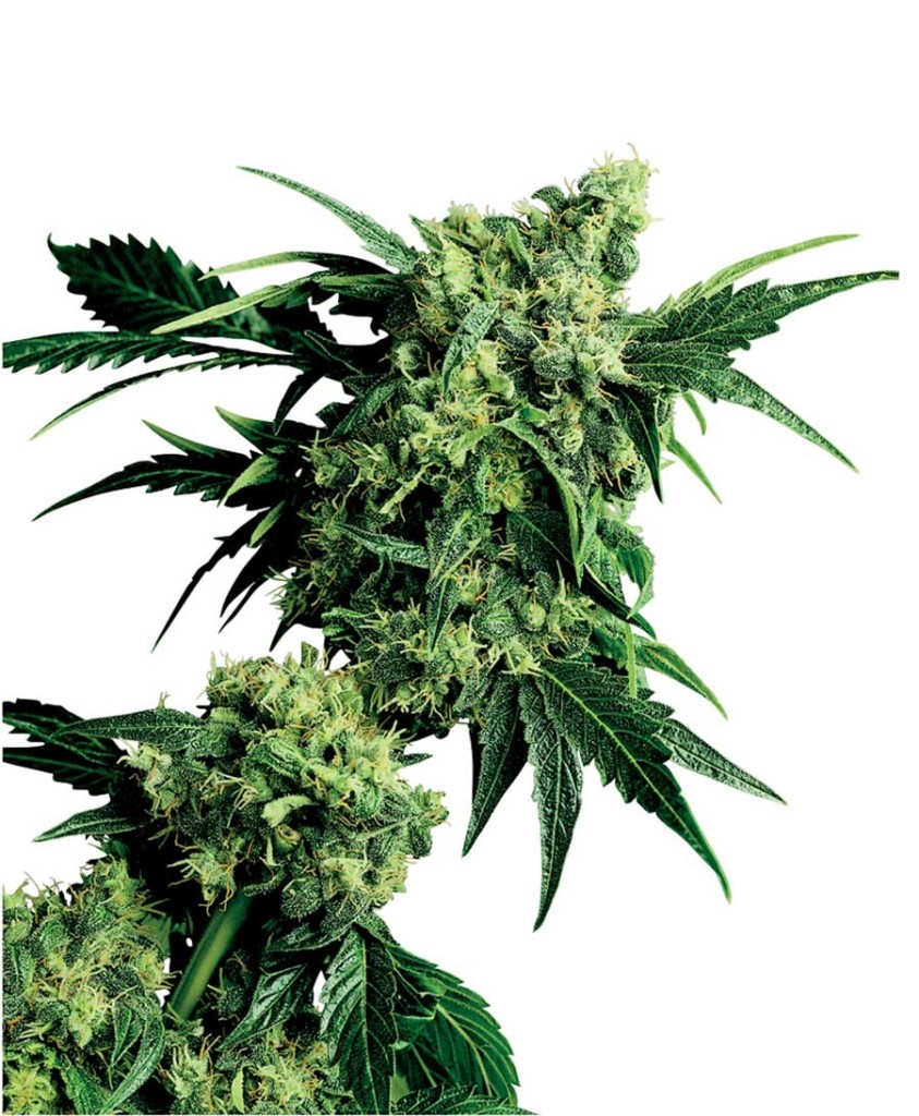 Sensi Seeds Mr. Nice G13xHash Plant